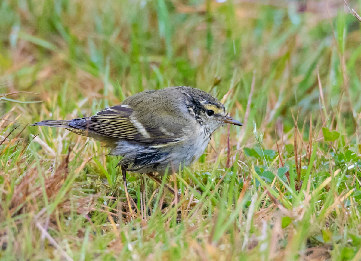 Борлог дууч шувуу - ML624590829