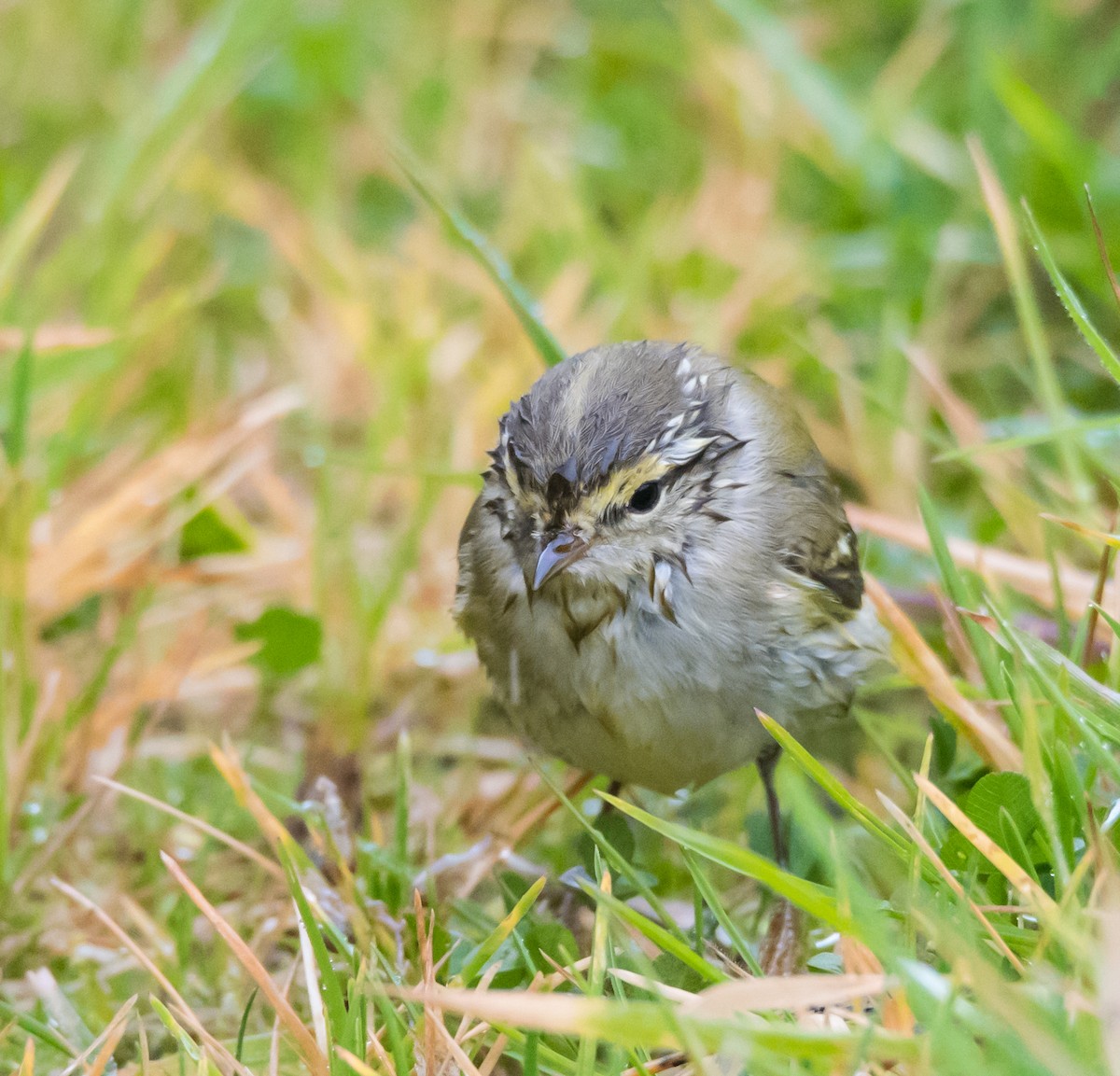 Борлог дууч шувуу - ML624590831