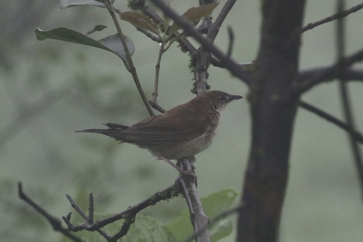 Broad-tailed Grassbird - ML624590891