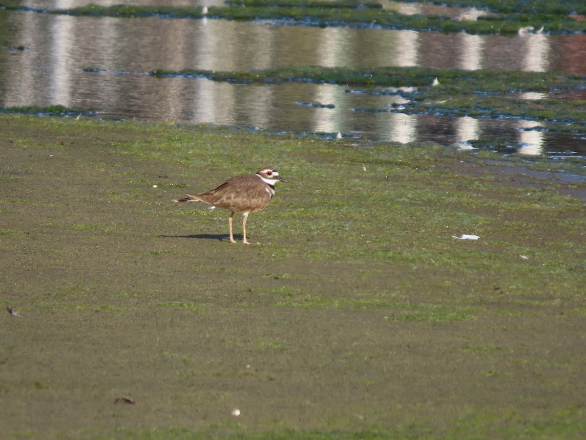 Killdeer - ML624590892