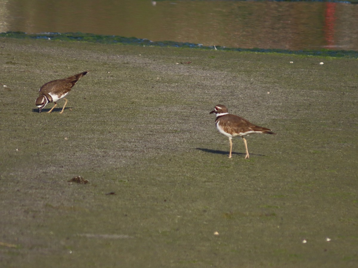 Killdeer - ML624590893