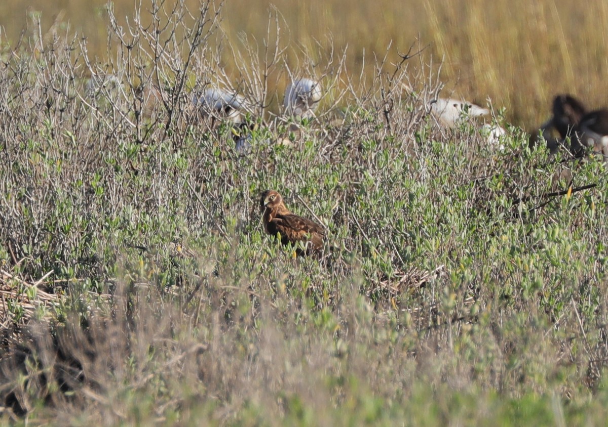 Northern Harrier - ML624590894