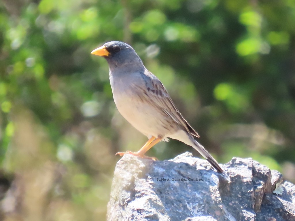 Band-tailed Sierra Finch - ML624590896