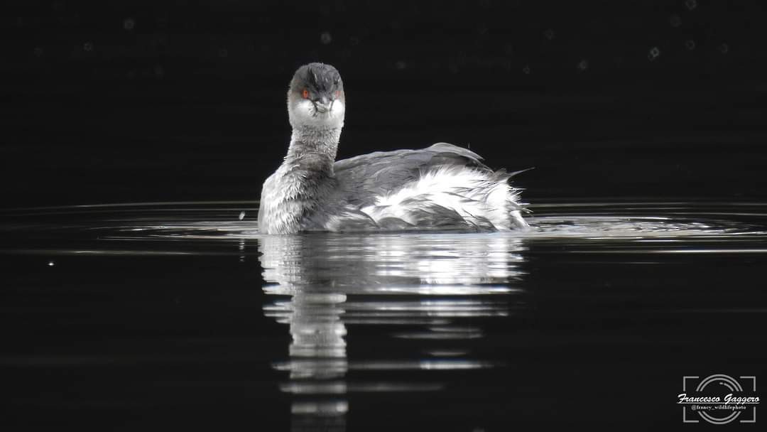 Eared Grebe - ML624590897