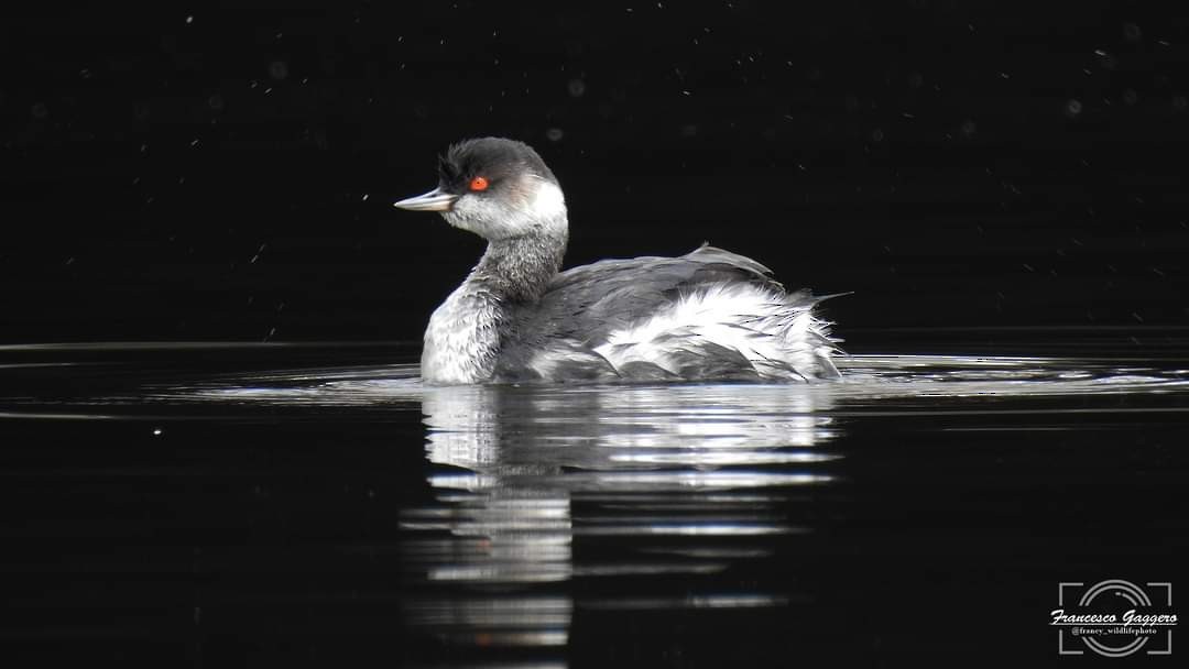 Eared Grebe - ML624590898