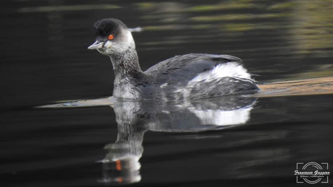 Eared Grebe - ML624590899