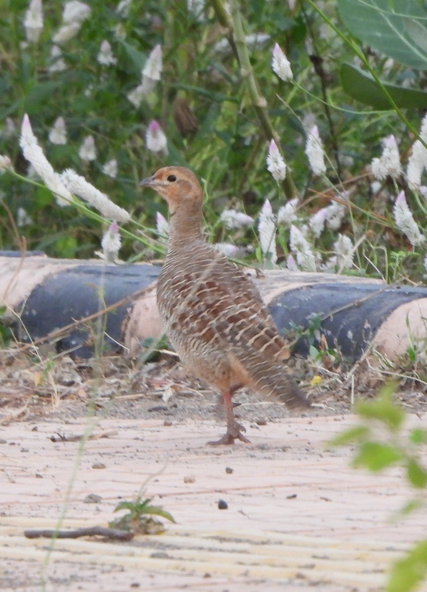 Gray Francolin - ML624590902