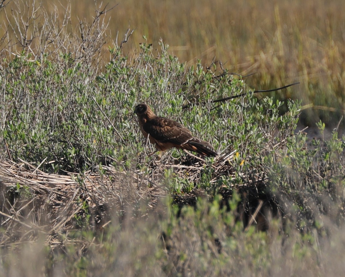 Northern Harrier - ML624590904