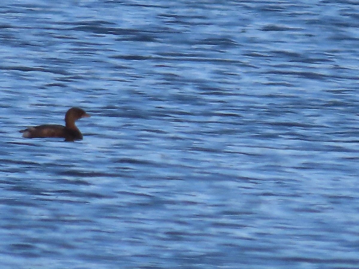 Pied-billed Grebe - ML624590905