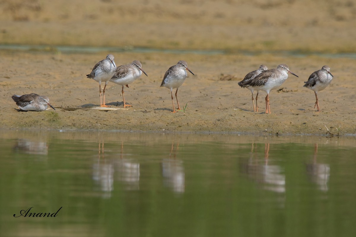 Common Redshank - ML624590906