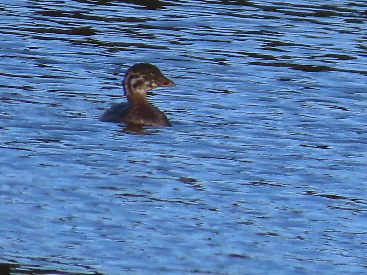 Pied-billed Grebe - ML624590907