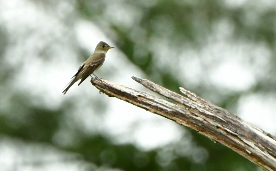 Eastern Wood-Pewee - ML624590908