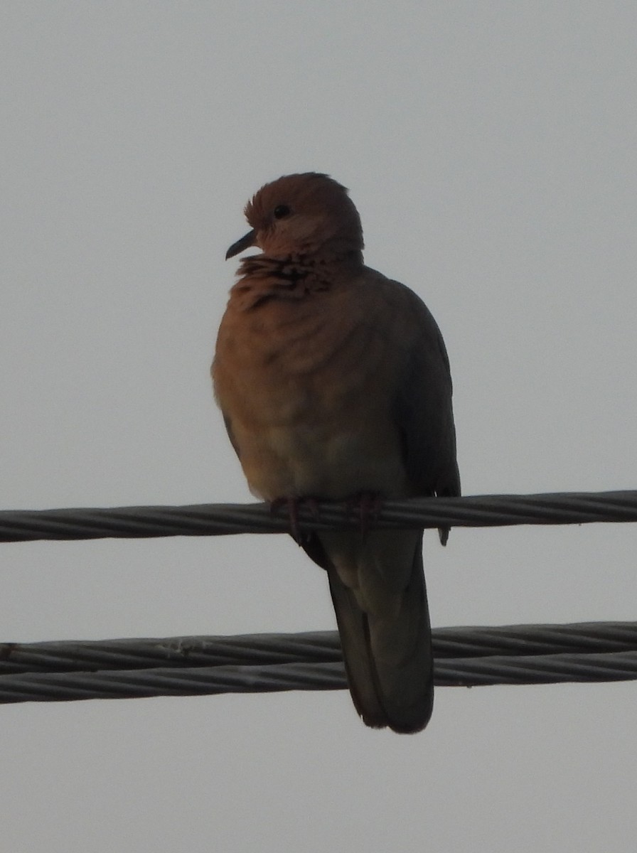 Eurasian Collared-Dove - ML624590909