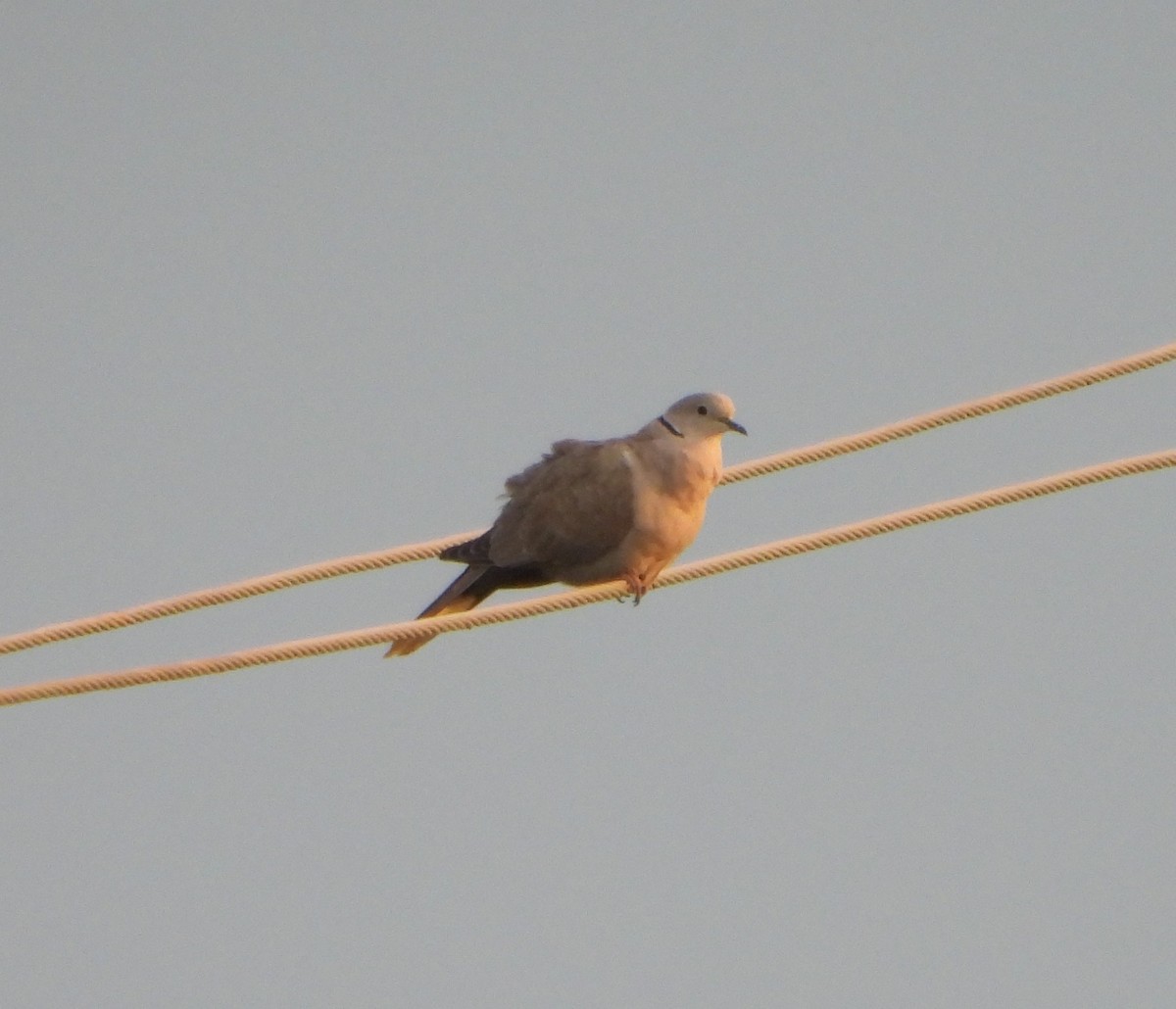 Eurasian Collared-Dove - ML624590910