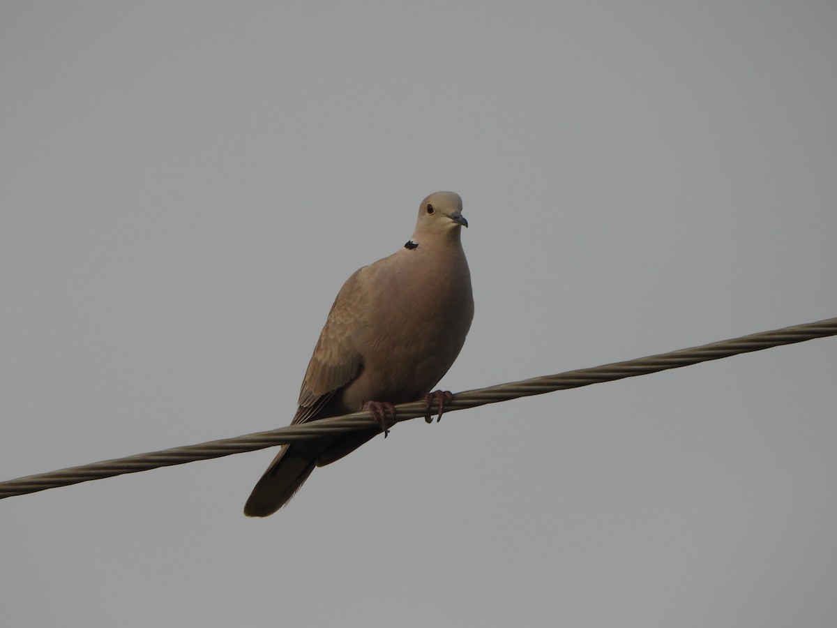 Eurasian Collared-Dove - ML624590911