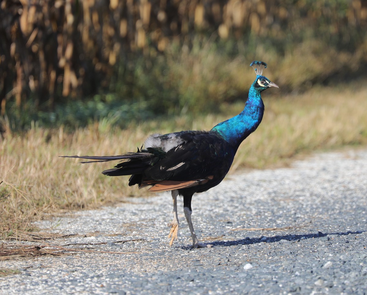 Indian Peafowl (Domestic type) - ML624590912