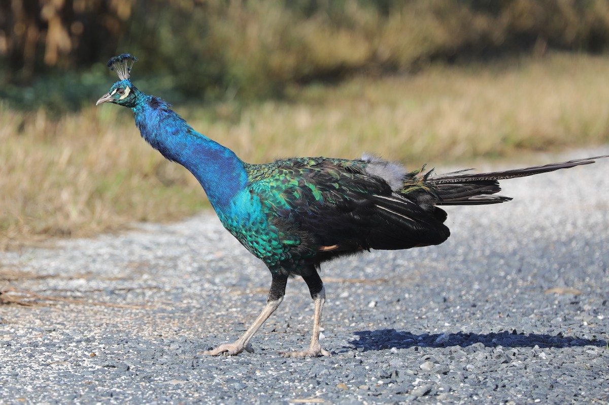 Indian Peafowl (Domestic type) - ML624590914