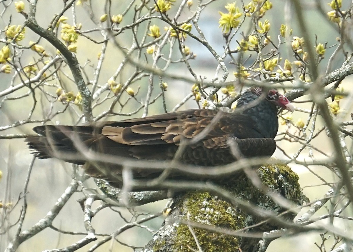 Turkey Vulture - ML624590915