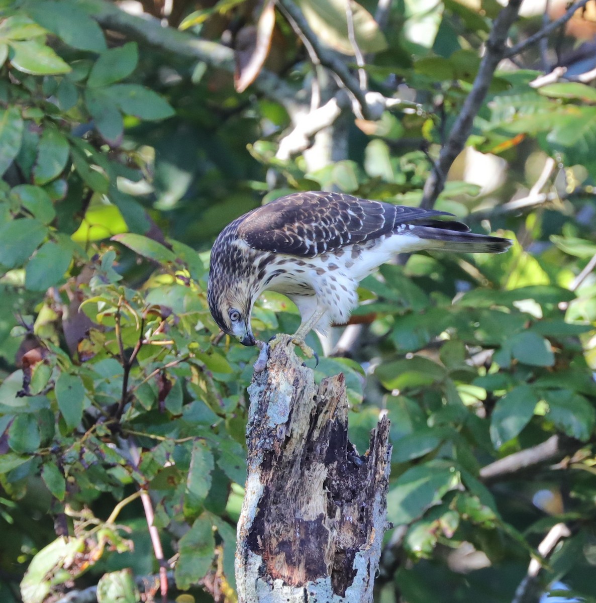 Sharp-shinned Hawk - Laurel Barnhill