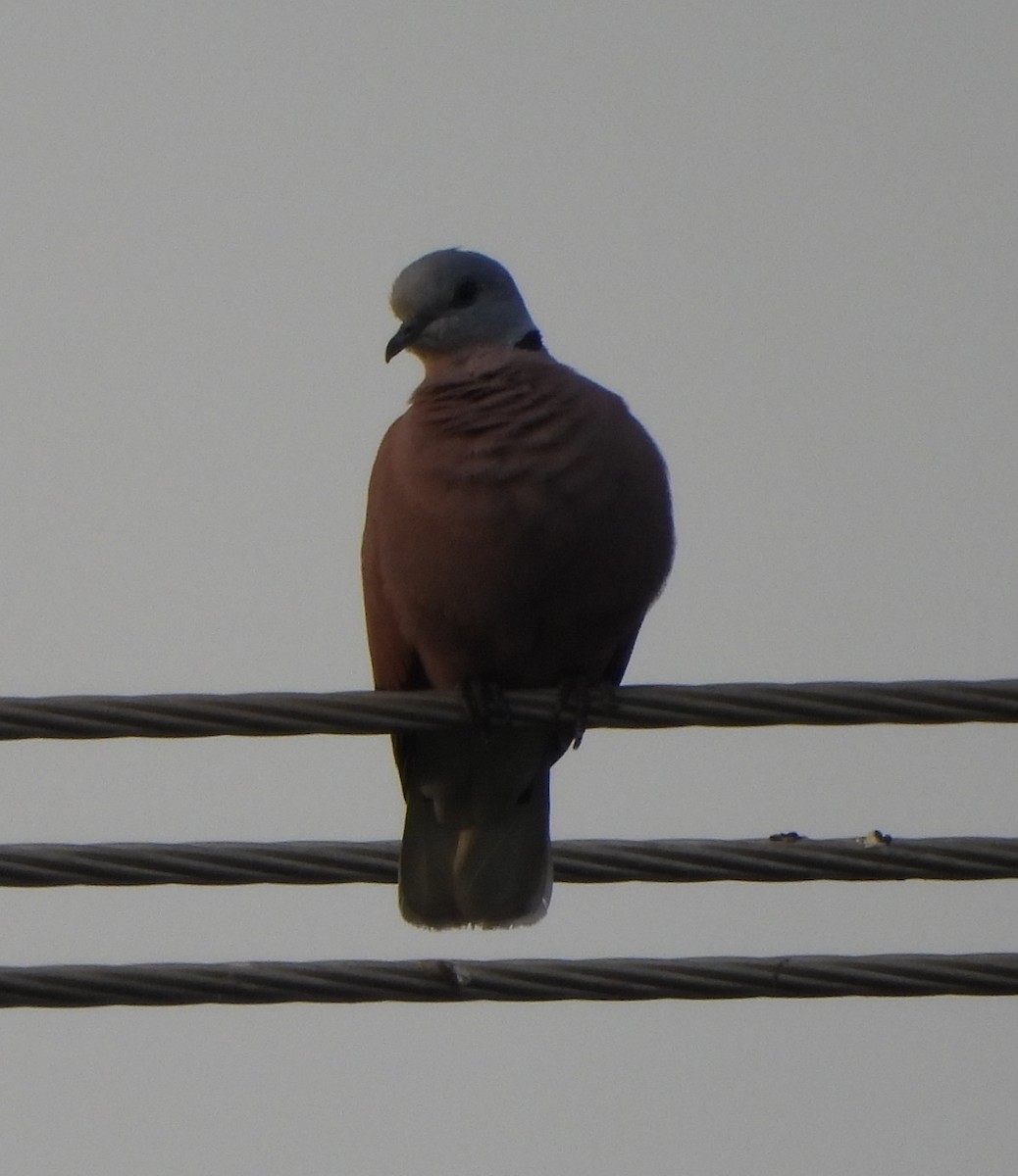 Red Collared-Dove - ML624590917