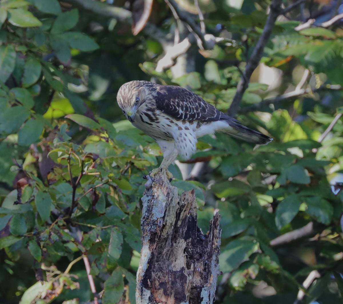 Sharp-shinned Hawk - Laurel Barnhill