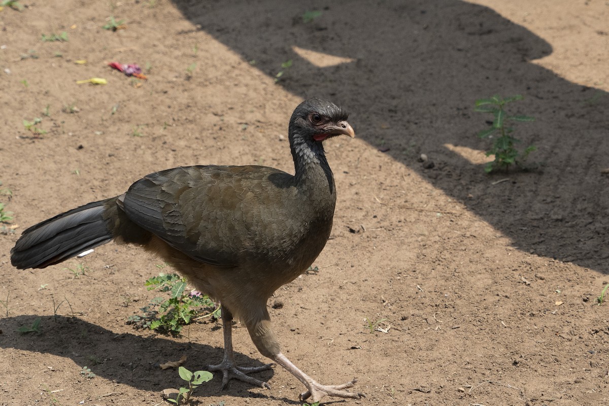 Chaco Chachalaca - ML624590920