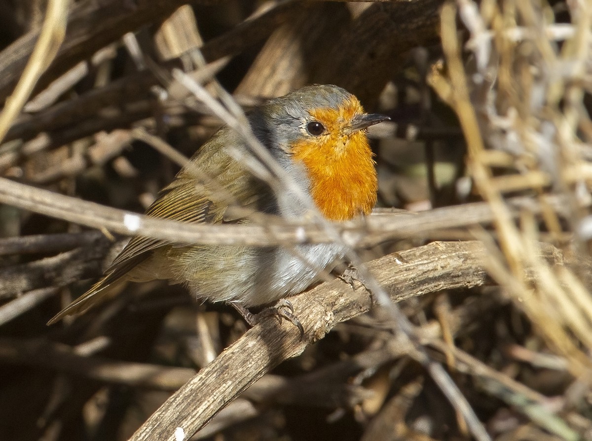 European Robin - ML624590922