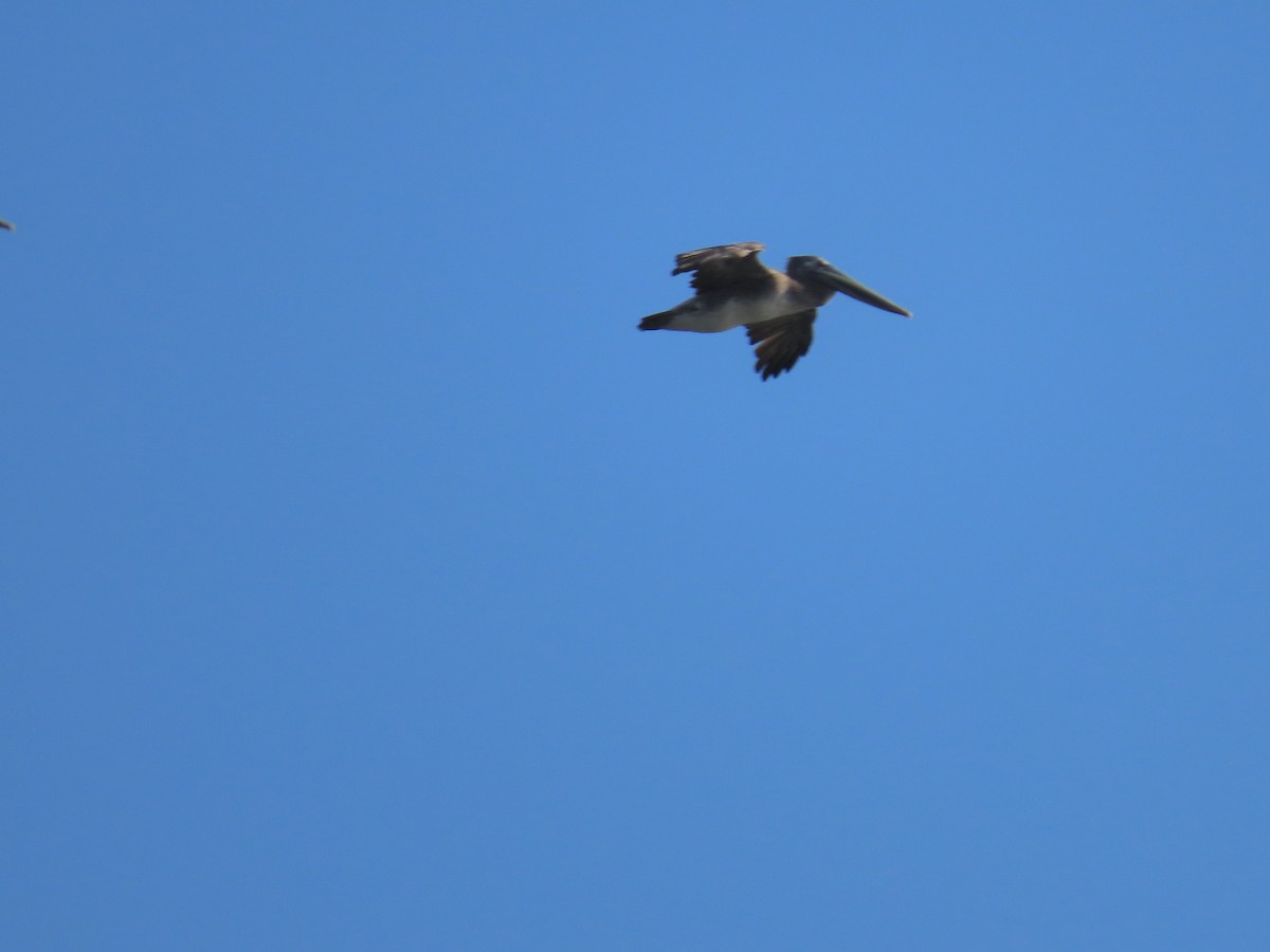 Brown Pelican (California) - ML624590924