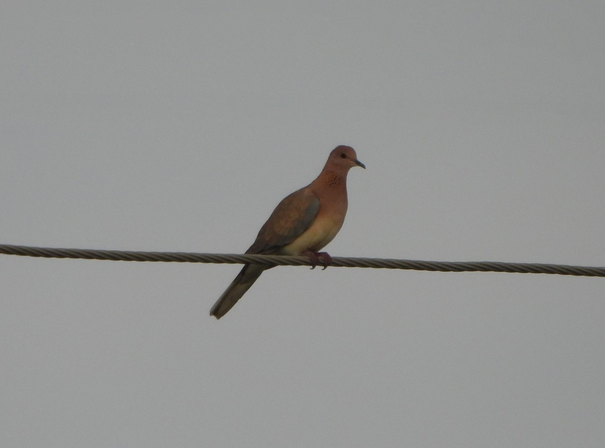 Laughing Dove - ML624590925