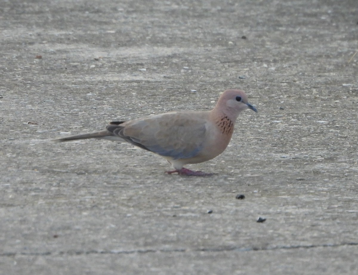 Laughing Dove - ML624590926