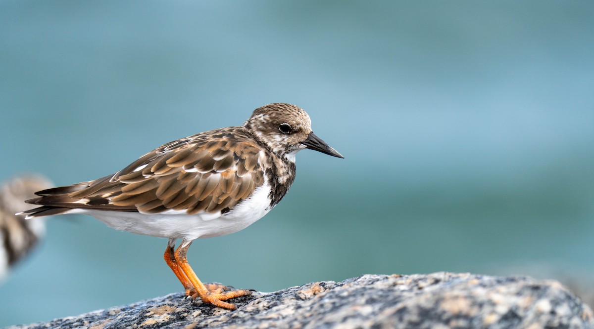 Ruddy Turnstone - ML624590934