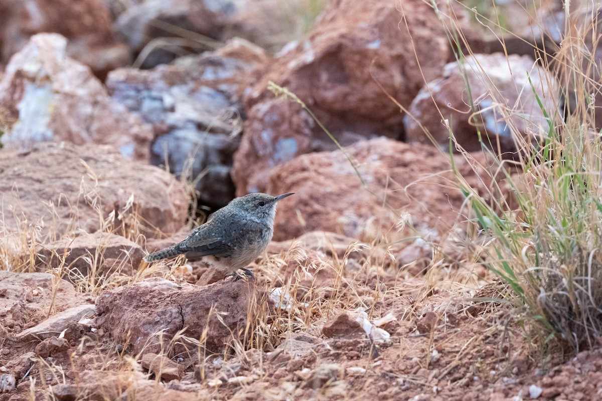 Rock Wren - ML624590982