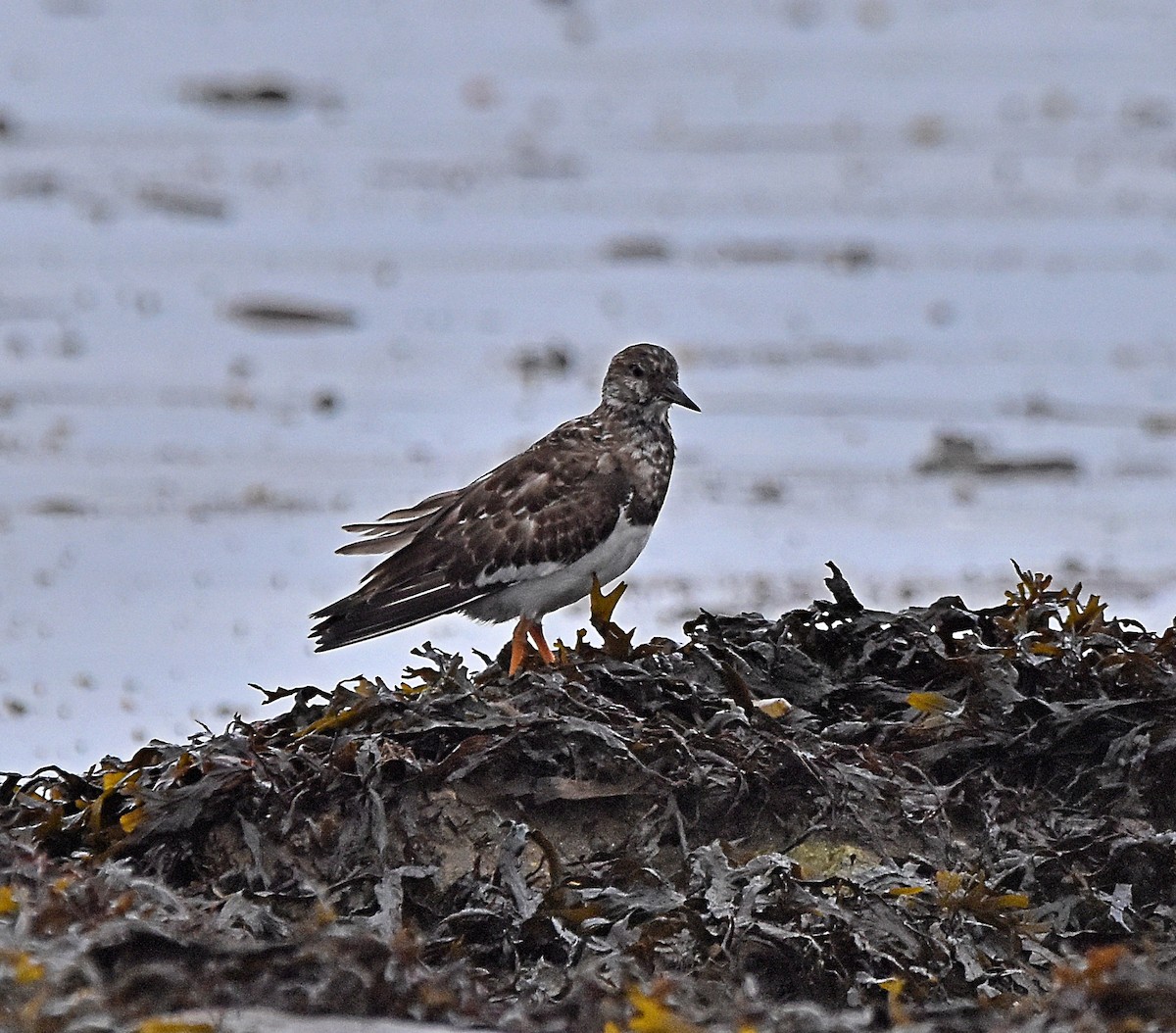 Ruddy Turnstone - ML624590987