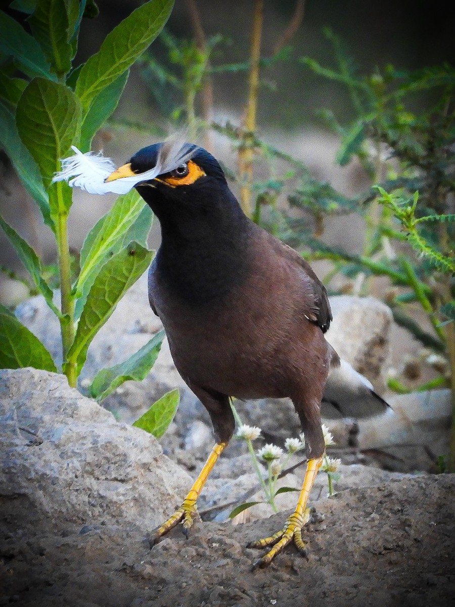 Common Myna - VAibhAV Patil