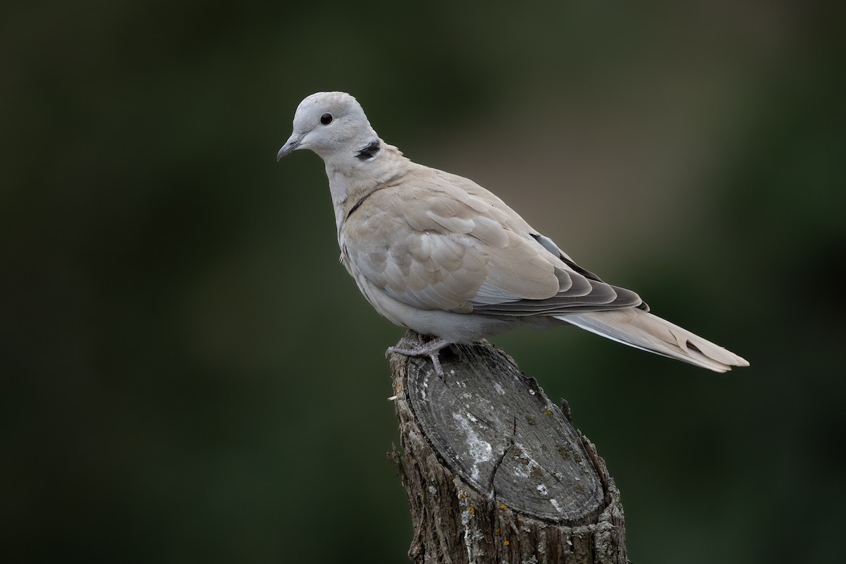 Eurasian Collared-Dove - ML624591009