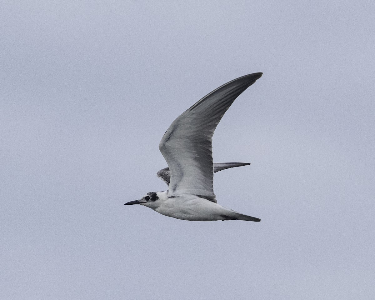 White-winged Tern - Yan Ze Ng