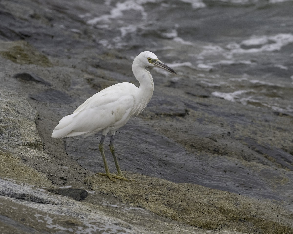 Pacific Reef-Heron - Yan Ze Ng