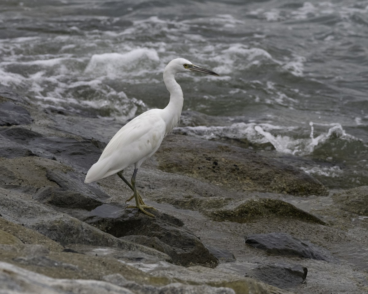 Pacific Reef-Heron - Yan Ze Ng