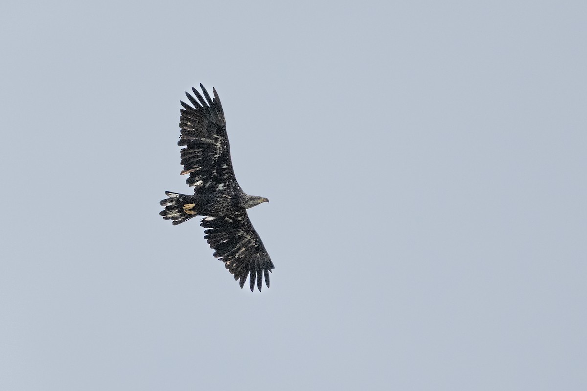 Bald Eagle - ML624591135