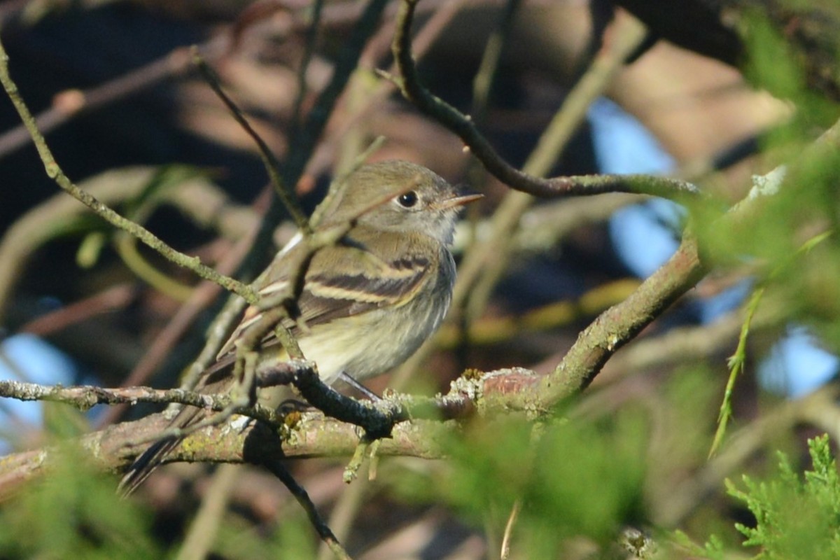 Least Flycatcher - ML624591212