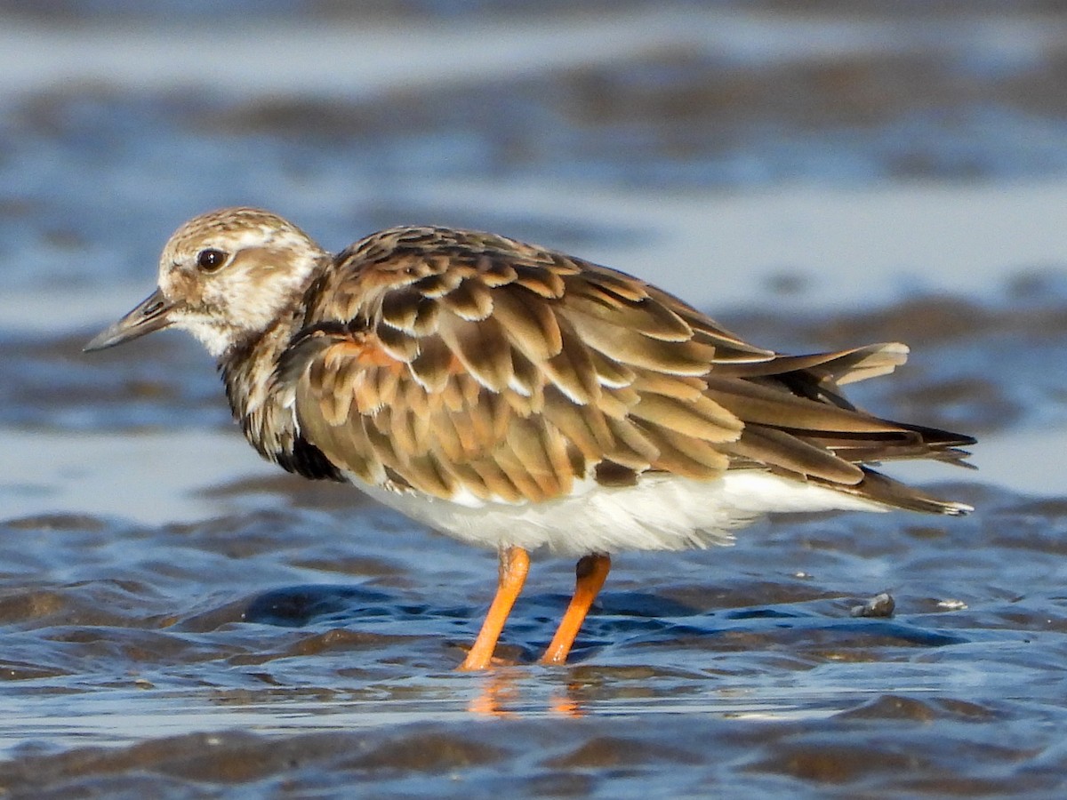 Ruddy Turnstone - ML624591239