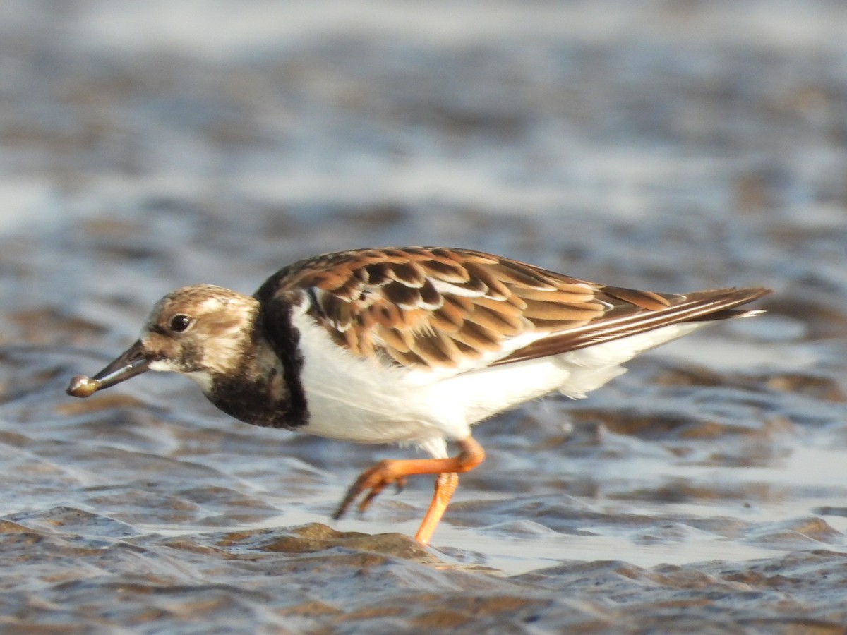 Ruddy Turnstone - ML624591240