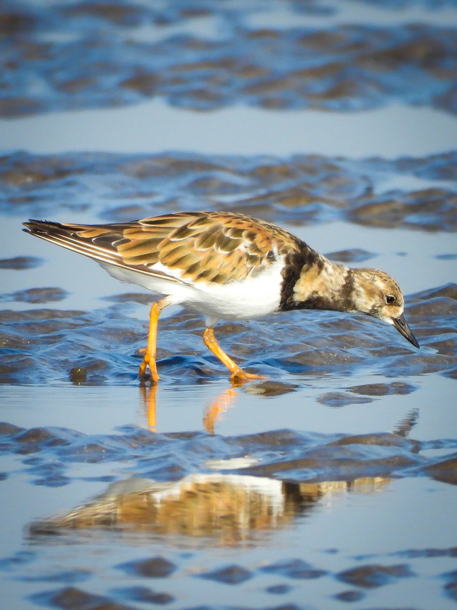 Ruddy Turnstone - ML624591241