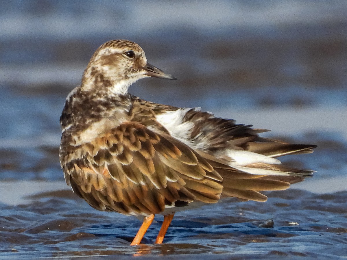 Ruddy Turnstone - ML624591242