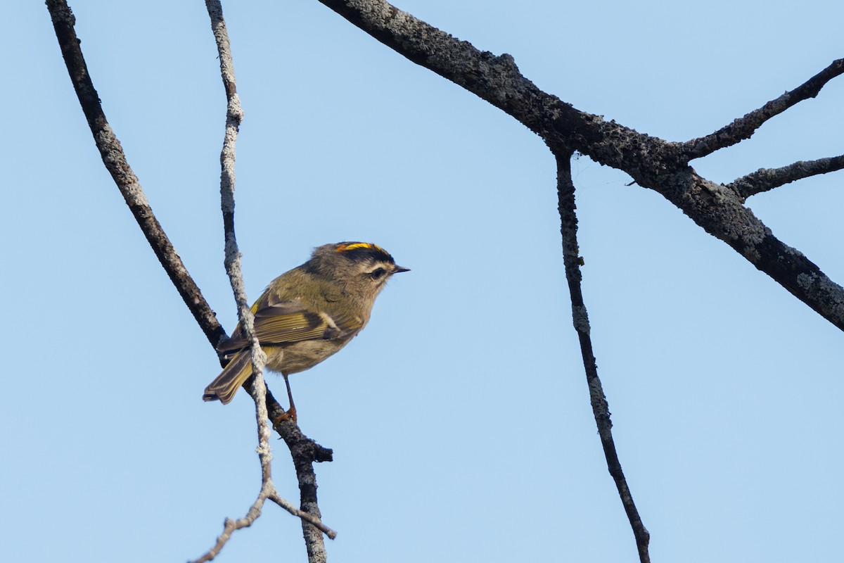 Golden-crowned Kinglet - ML624591255