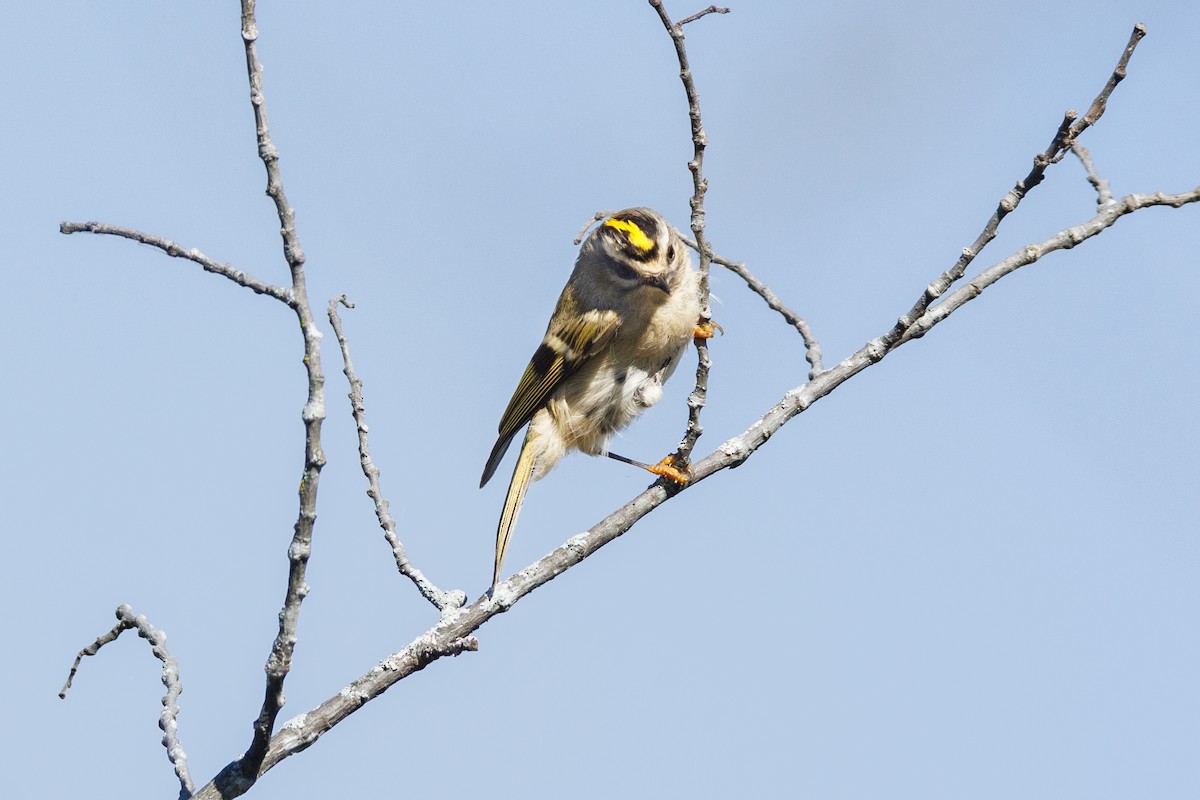 Golden-crowned Kinglet - ML624591256
