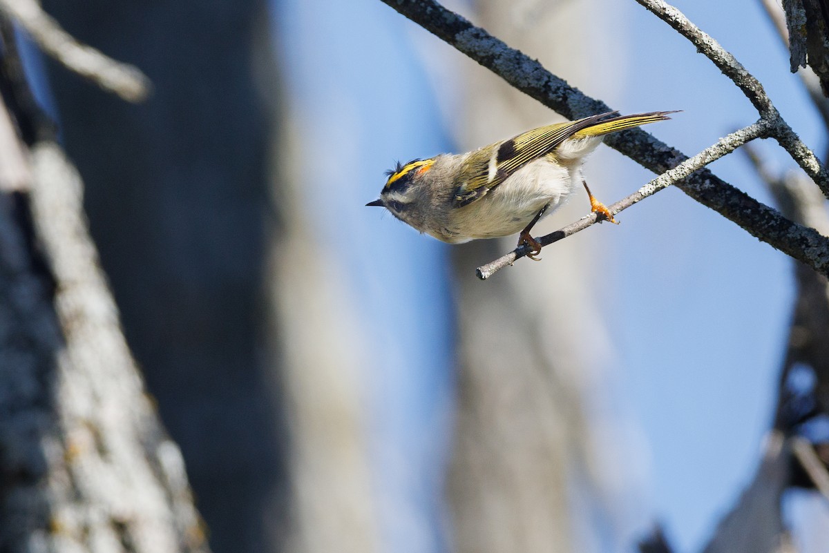 Golden-crowned Kinglet - ML624591258