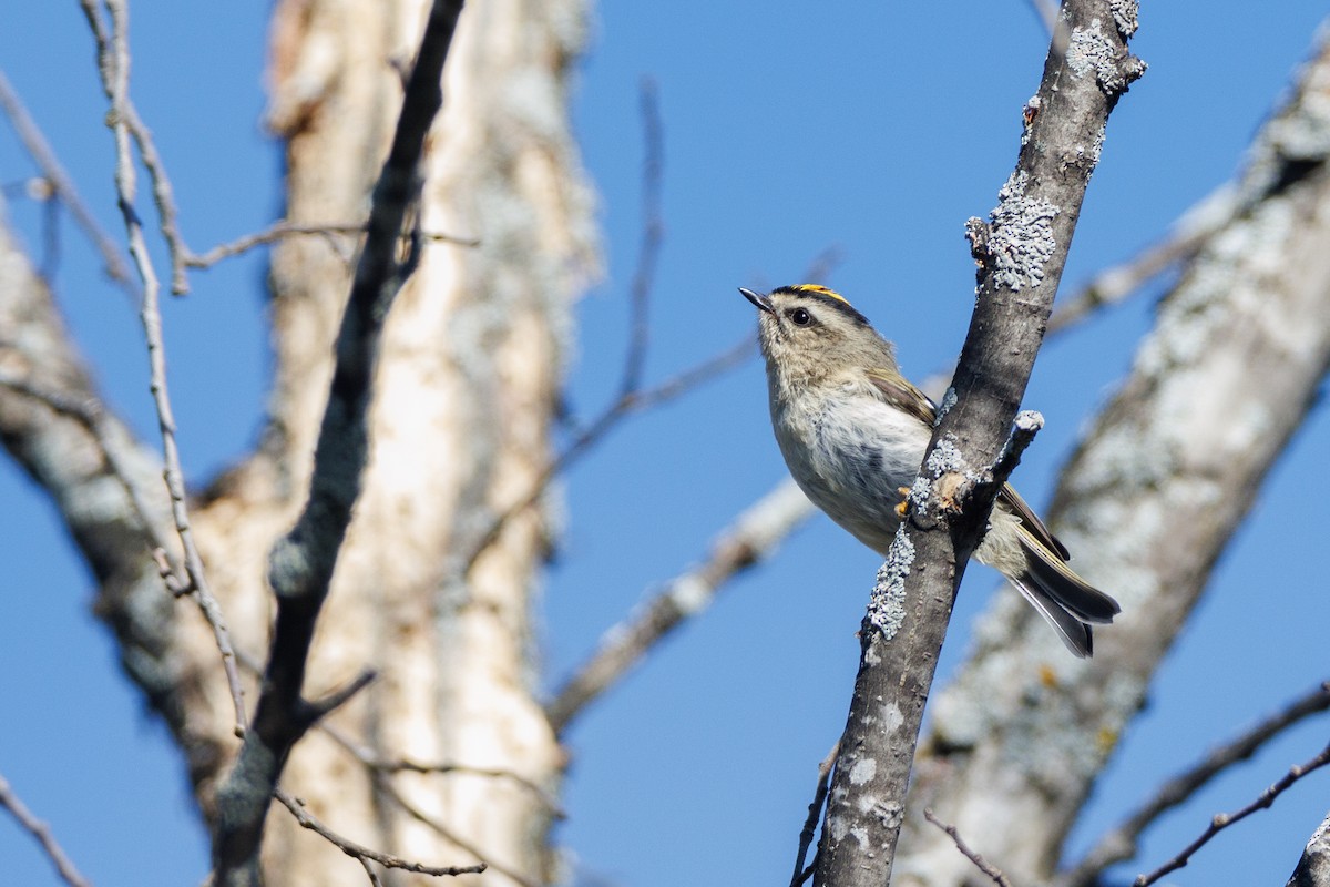 Golden-crowned Kinglet - ML624591259