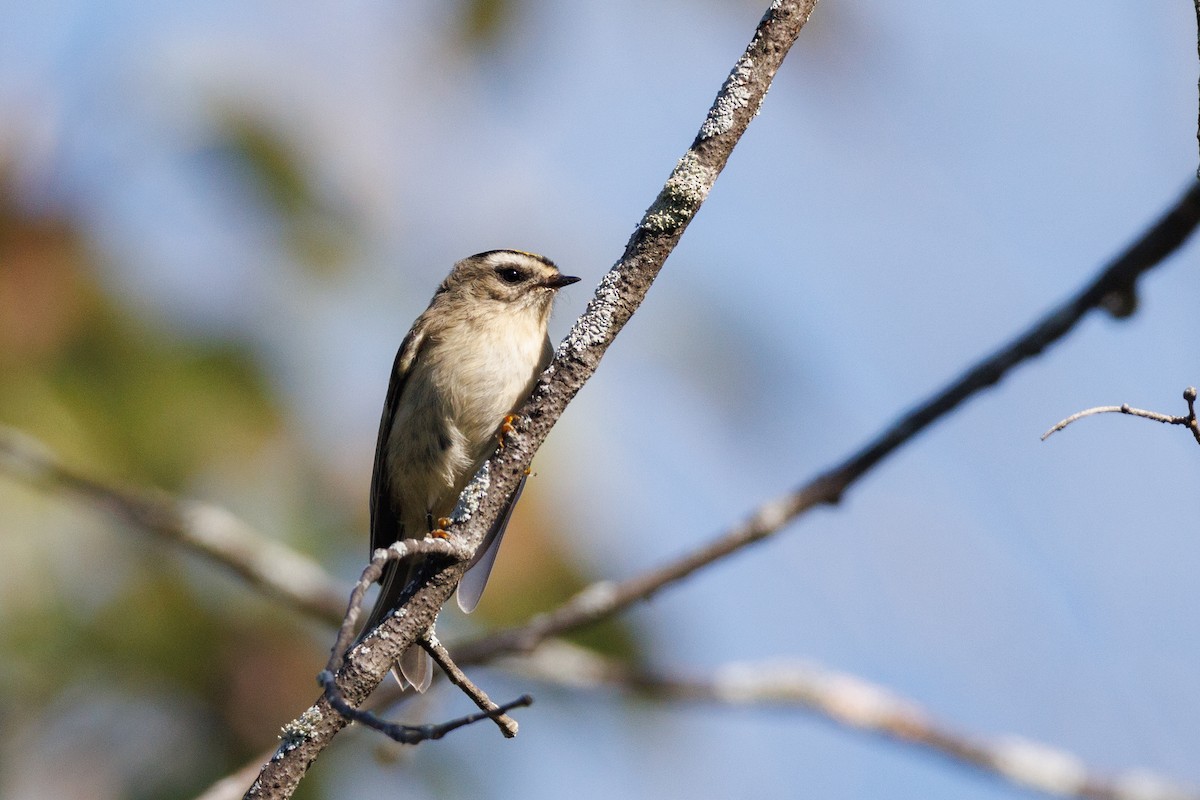 Golden-crowned Kinglet - ML624591260