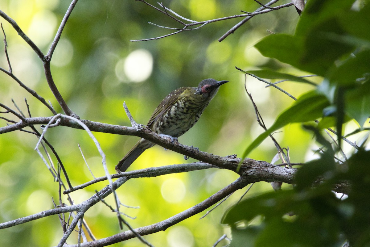Spotted Honeyeater - ML624591263